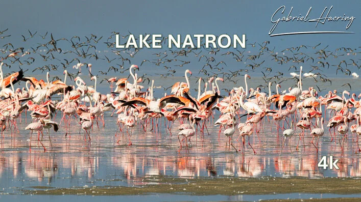 Hundred of thousands of lesser flamingos are present in Lake Natron. Picture taken during a photographic safari in Tanzania