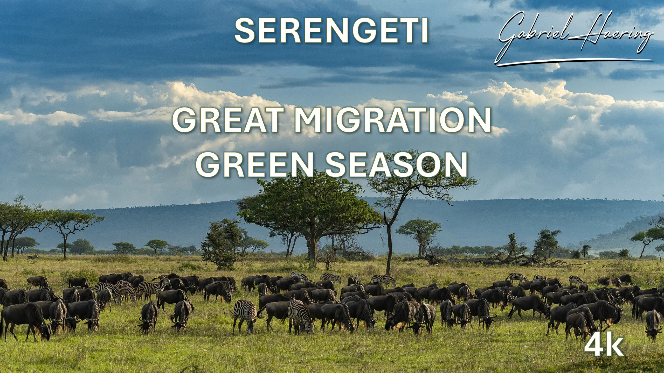 Wildbeest grazing during the calvin season in Serengeti The calving season of the Serengeti Great Migration is between january and march. Picture taken during a photographic safari in Tanzania