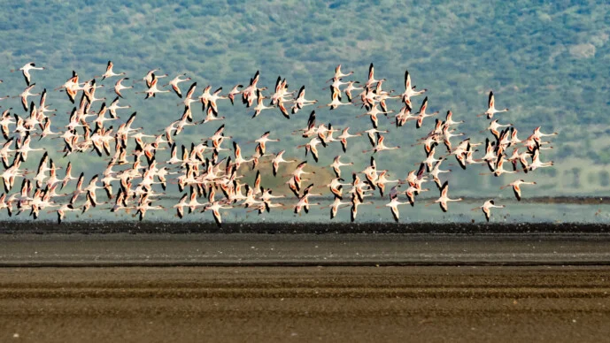 Lake Natron Tanzania photo safari