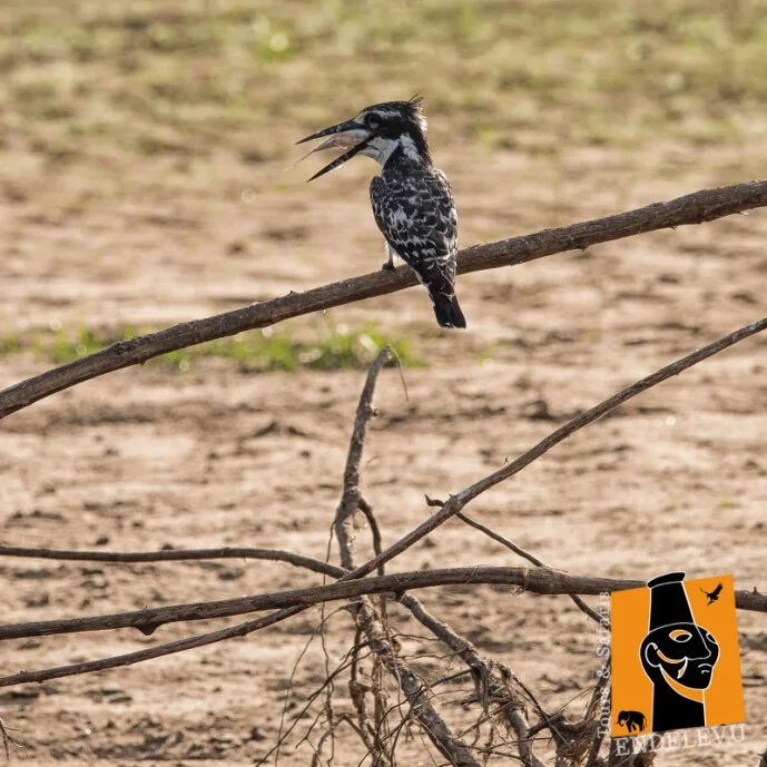 Selous Tanzania photo safari