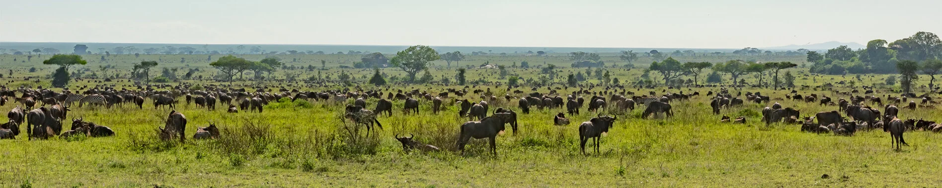 Great Migration in southern Tanzania safari