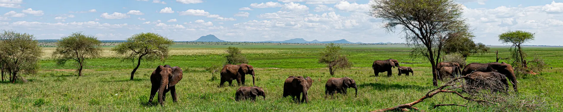 Family of elephants during photo safari