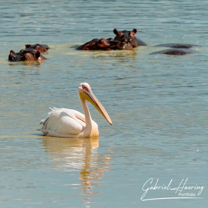 Pelicans and hippo in the salted lake of Ngorongoro crater during a photographic safari in Tanzania during the calving season