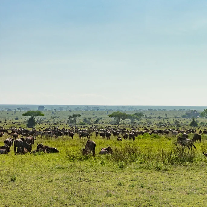 Big herd of wild beests and zebras in souther Serengeti during the calving season. Picture taken during a photographic safari combined with Ngorongoro and Tarangire