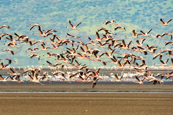 Photographic Safari Lake Natron Tanzania