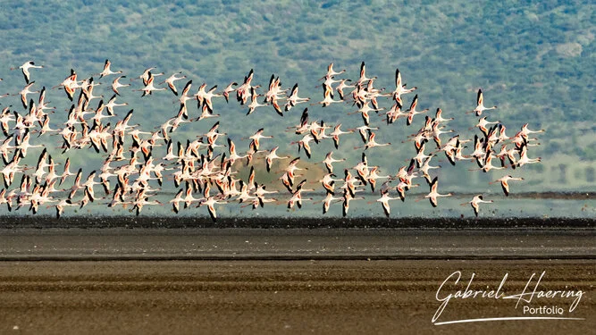 Join us in a unique photographic safari visiting  Lake Natron in Tanzania combined with Tarangire and Ngorongoro