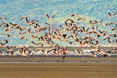Join us in a unique photographic safari visiting  Lake Natron in Tanzania combined with Tarangire and Ngorongoro