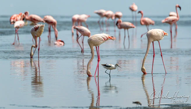 Join us in a unique photographic safari visiting  Lake Natron in Tanzania combined with Tarangire and Ngorongoro