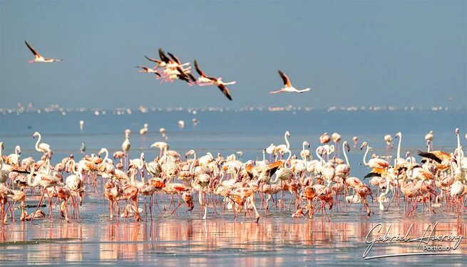Join us in a unique photographic safari visiting  Lake Natron in Tanzania combined with Tarangire and Ngorongoro