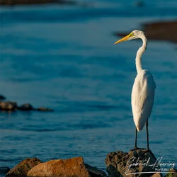 Join us in a unique photographic safari visiting  Lake Natron in Tanzania combined with Tarangire and Ngorongoro