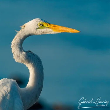 Join us in a unique photographic safari visiting  Lake Natron in Tanzania combined with Tarangire and Ngorongoro