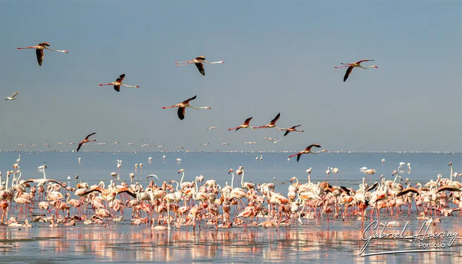 Join us in a unique photographic safari visiting  Lake Natron in Tanzania combined with Tarangire and Ngorongoro
