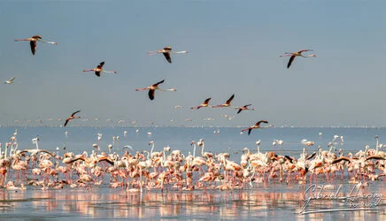Join us in a unique photographic safari visiting  Lake Natron in Tanzania combined with Tarangire and Ngorongoro