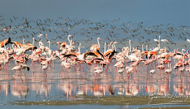 Join us in a unique photographic safari visiting  Lake Natron in Tanzania combined with Tarangire and Ngorongoro