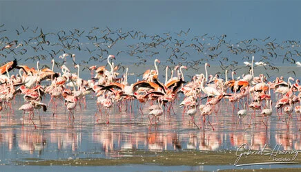 Join us in a unique photographic safari visiting  Lake Natron in Tanzania combined with Tarangire and Ngorongoro