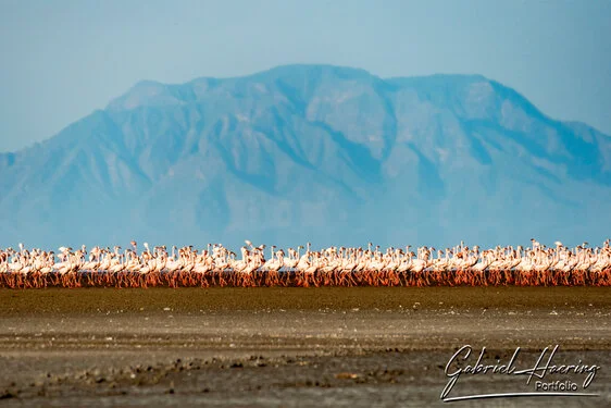 Join us in a unique photographic safari visiting  Lake Natron in Tanzania combined with Tarangire and Ngorongoro