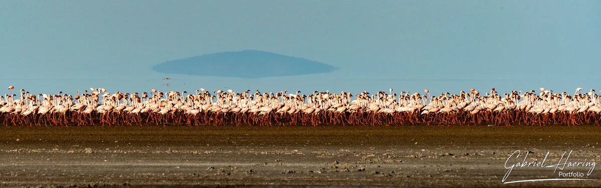 Join us in a unique photographic safari visiting  Lake Natron in Tanzania combined with Tarangire and Ngorongoro