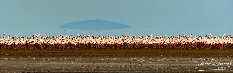 Join us in a unique photographic safari visiting  Lake Natron in Tanzania combined with Tarangire and Ngorongoro