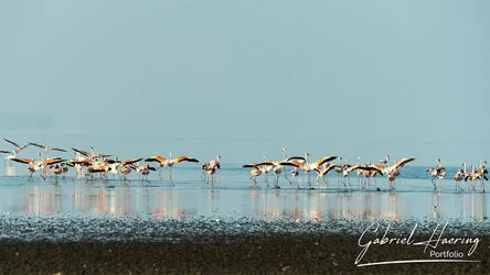 Join us in a unique photographic safari visiting  Lake Natron in Tanzania combined with Tarangire and Ngorongoro