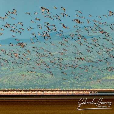 Join us in a unique photographic safari visiting  Lake Natron in Tanzania combined with Tarangire and Ngorongoro