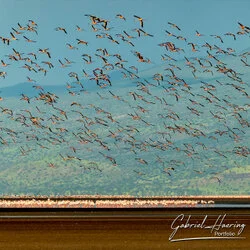 Join us in a unique photographic safari visiting  Lake Natron in Tanzania combined with Tarangire and Ngorongoro