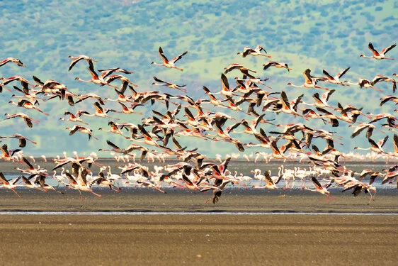 Join us in a unique photographic safari visiting  Lake Natron in Tanzania combined with Tarangire and Ngorongoro