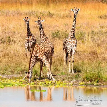 Photographic Safari MIkumi Tanzania