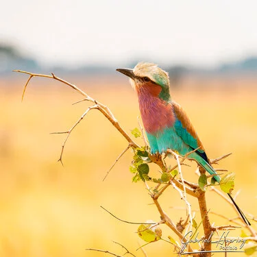 Photographic Safari MIkumi Tanzania