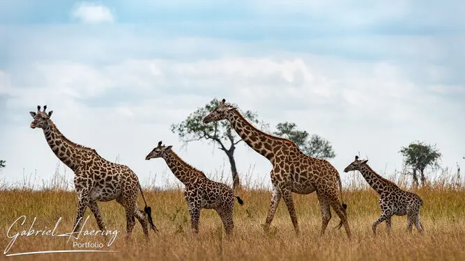 Photographic Safari MIkumi Tanzania