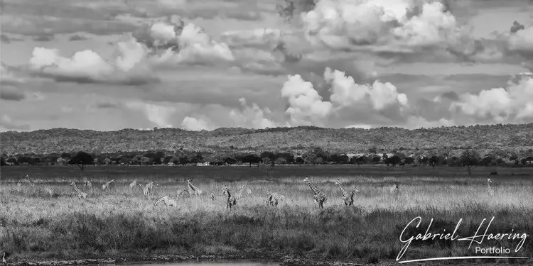 Photographic Safari MIkumi Tanzania