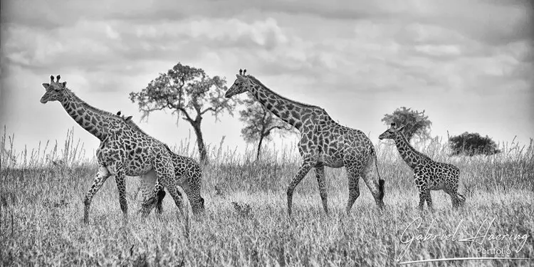 Photographic Safari MIkumi Tanzania