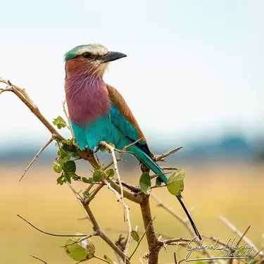 Photographic Safari MIkumi Tanzania