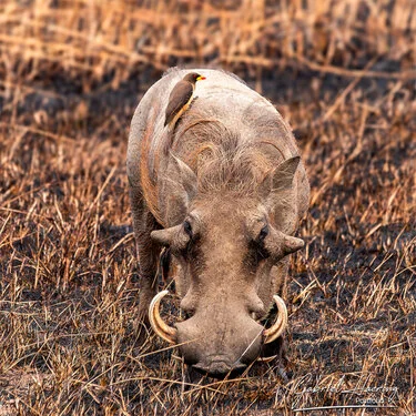 Join us in a unique photographic safari in Mikumi National Park in southern Tanzania combined with Nyerere and Ruaha National Park