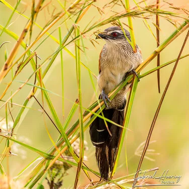Join us in a unique photographic safari in Mikumi National Park in southern Tanzania combined with Nyerere and Ruaha National Park