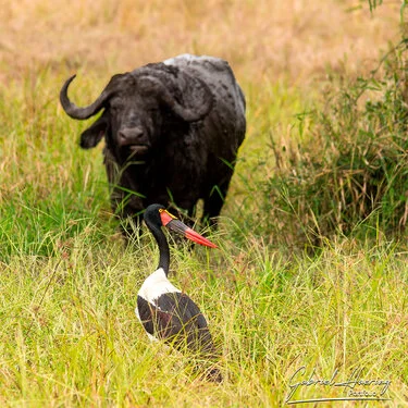 Join us in a unique photographic safari in Mikumi National Park in southern Tanzania combined with Nyerere and Ruaha National Park