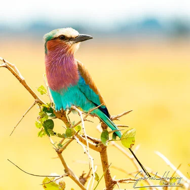 Join us in a unique photographic safari in Mikumi National Park in southern Tanzania combined with Nyerere and Ruaha National Park