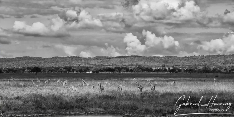 Join us in a unique photographic safari in Mikumi National Park in southern Tanzania combined with Nyerere and Ruaha National Park
