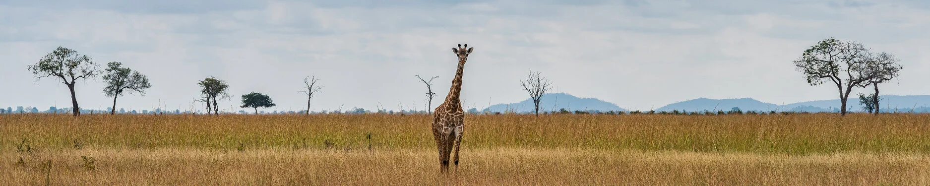 Join us in a unique photographic safari in Mikumi National Park in southern Tanzania combined with Nyerere and Ruaha National Park