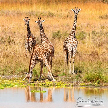 Join us in a unique photographic safari in Mikumi National Park in southern Tanzania combined with Nyerere and Ruaha National Park
