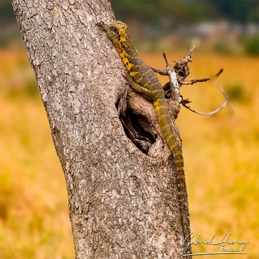 Join us in a unique photographic safari in Mikumi National Park in southern Tanzania combined with Nyerere and Ruaha National Park