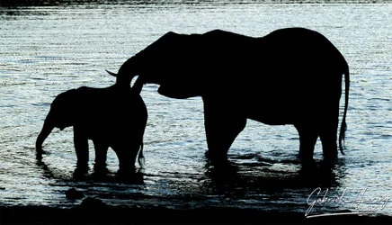 Join us in a unique photographic safari in Mkomazi National Park in northern Tanzania combined with Tarangire, Ngorongoro and Serengeti (or Lake Natron)