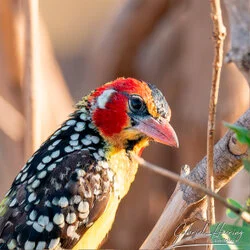 Join us in a unique photographic safari in Mkomazi National Park in northern Tanzania combined with Tarangire, Ngorongoro and Serengeti (or Lake Natron)