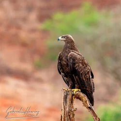 Join us in a unique photographic safari in Mkomazi National Park in northern Tanzania combined with Tarangire, Ngorongoro and Serengeti (or Lake Natron)