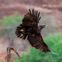 Join us in a unique photographic safari in Mkomazi National Park in northern Tanzania combined with Tarangire, Ngorongoro and Serengeti (or Lake Natron)