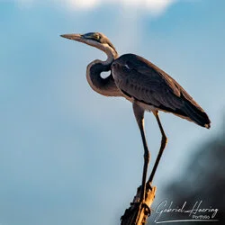 Join us in a unique photographic safari in Mkomazi National Park in northern Tanzania combined with Tarangire, Ngorongoro and Serengeti (or Lake Natron)