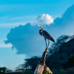 Join us in a unique photographic safari in Mkomazi National Park in northern Tanzania combined with Tarangire, Ngorongoro and Serengeti (or Lake Natron)