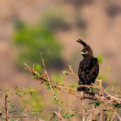 Join us in a unique photographic safari in Mkomazi National Park in northern Tanzania combined with Tarangire, Ngorongoro and Serengeti (or Lake Natron)