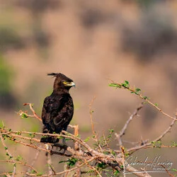 Join us in a unique photographic safari in Mkomazi National Park in northern Tanzania combined with Tarangire, Ngorongoro and Serengeti (or Lake Natron)