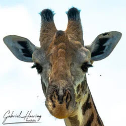 Join us in a unique photographic safari in Mkomazi National Park in northern Tanzania combined with Tarangire, Ngorongoro and Serengeti (or Lake Natron)
