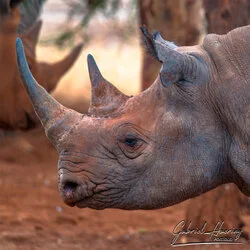 Join us in a unique photographic safari in Mkomazi National Park in northern Tanzania combined with Tarangire, Ngorongoro and Serengeti (or Lake Natron)